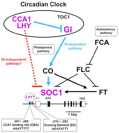 A Hypothetical Model Showing The Gi Dependent And Independent