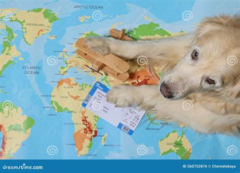 Golden Retriever Lying Near Toy Airplane And Ticket On World Map Above