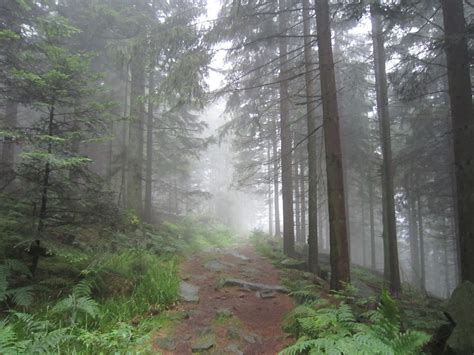 The Black Forest Germany World For Travel