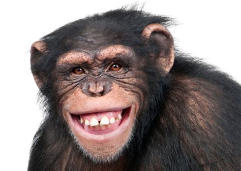 grinning monkey Blank Template - Imgflip