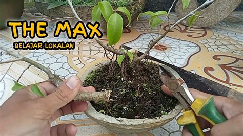 Cara Merimbunkan Bonsai Beringin Benjamina Bahan The Max YouTube