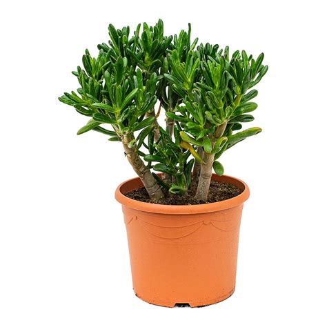 Crassula Ovata Gollum Is A Fun And Fashionable Variety Of Crassula It