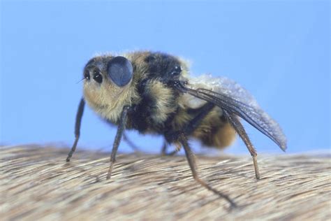 Botfly Facts And Tips For Removal