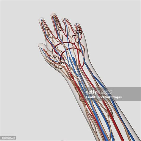 Circulatory System Hand Stock Fotos Und Bilder Getty Images