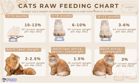 How Much Should I Feed My Cat Feeding Chart Included