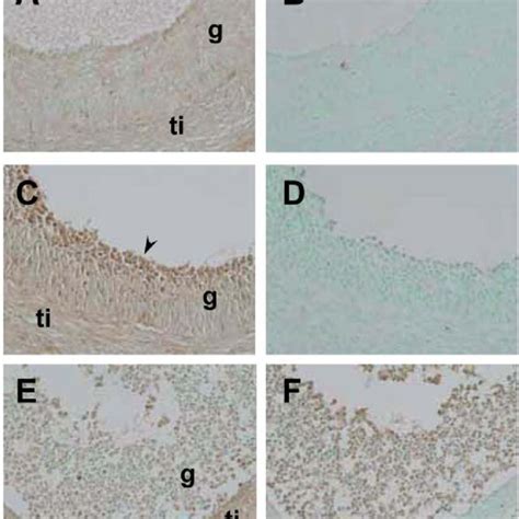 Pig Ovarian Sections Were Stained Immunohistochemically With A Foxo