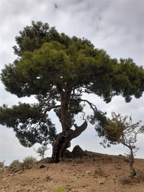 Pin De Semiha Artu Em FOTOGRAF