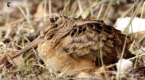 American Woodcock Bird Academy The Cornell Labbird Academy The