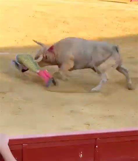 Horrifying Moment Bullfighter Is Gored In The Rectum Viciously Tossed