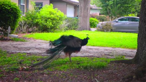 АМЕРИКА ПАВЛИНЫ НА УЛИЦАХ ОРЛАНДО Peacocks Orlando Floridayalta 19 06