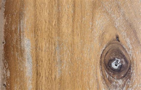 Texture Of Wood Eye Stock Photo Image Of Structure