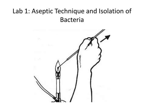 Ppt Lab 1 Aseptic Technique And Isolation Of Bacteria Powerpoint