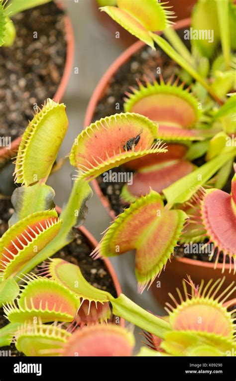 Dionaea Muscipula Roja Fotograf As E Im Genes De Alta Resoluci N Alamy