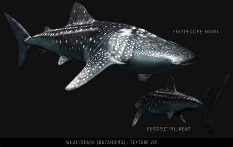 Anarchytech 3D Gallery: Whale Shark (Butanding)