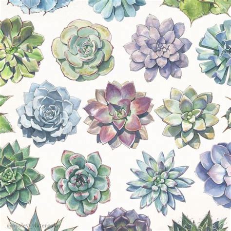 Aaron Apsley Succulent Art Succulent Painting Succulents Illustration