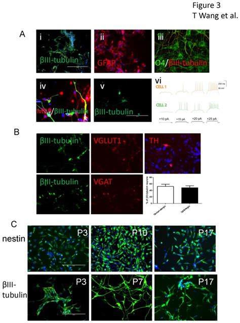 The Induced Neural Stem Cells Differentiated Into Iii Tubulin