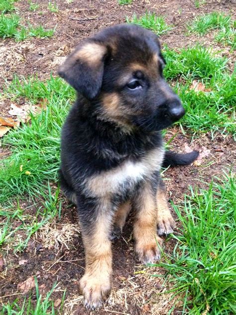 9 Week Old German Shepherd Puppy