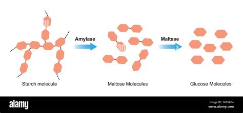 Scientific Designing Of Starch Digestion Amylase And Maltase Enzymes Effect On Starch Molecule