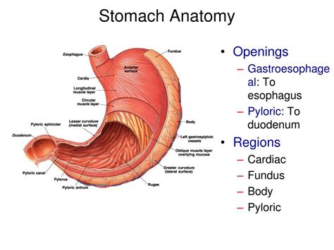 Gastric Gland Illustration