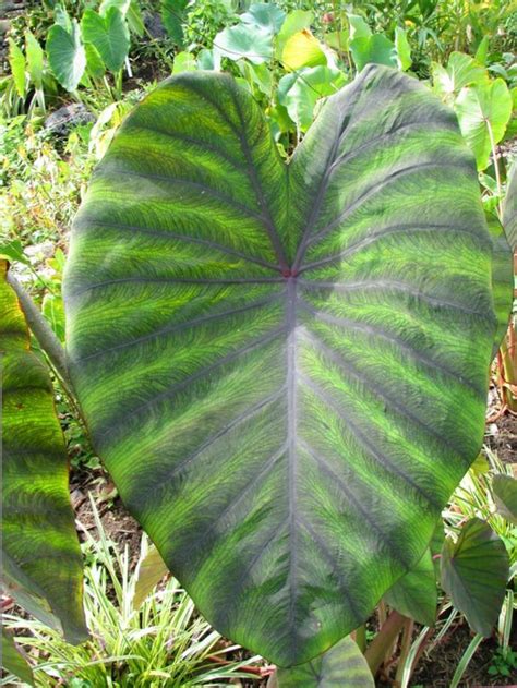 Tropical Plants For Zone 6 Plants Bw