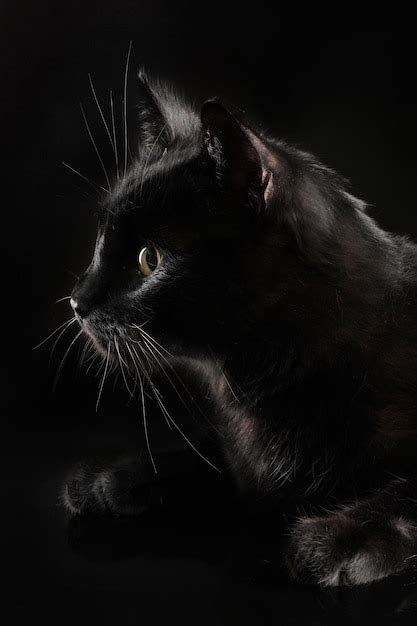 Premium Photo | Black cat on black background