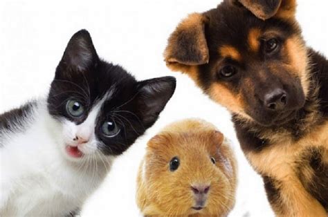 ¿cuales Son Los Animales Domesticos