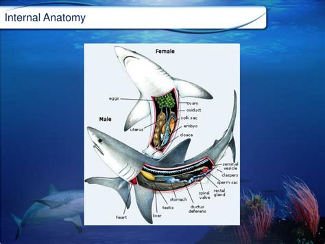 PPT - Chondrichthyans PowerPoint Presentation, free download - ID:1924167