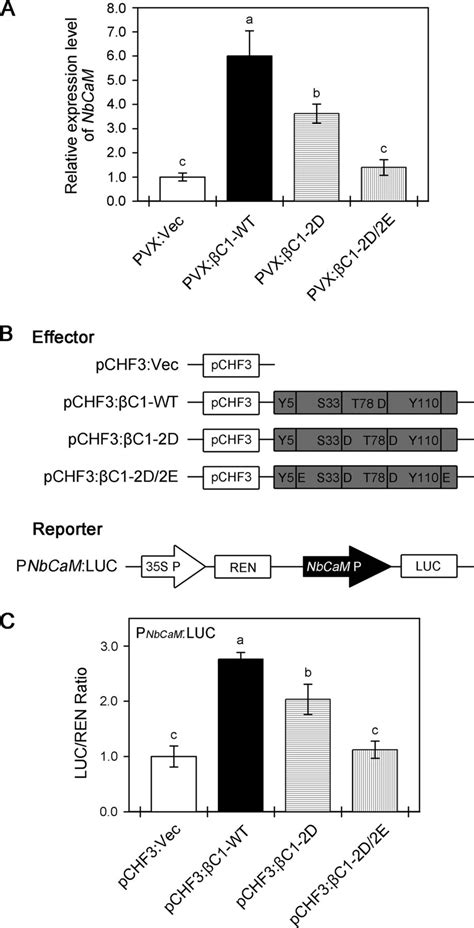 Mimic Phosphorylation Of A βc1 Protein Encoded By Tylccnb Impairs Its