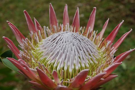 Magníficas flores de color rosa spikey protea en un jardín Foto Premium