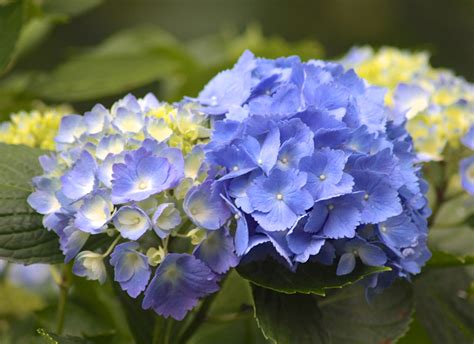 Master Gardeners Of Cape Cod Invite Public To Tour Gardens Barnstable