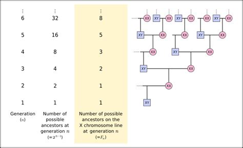 X chromosome - Wikipedia