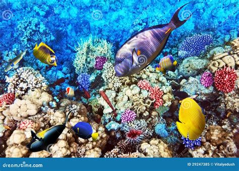 Coral And Fish In The Red Sea Egypt Africa Royalty Free Stock Photo