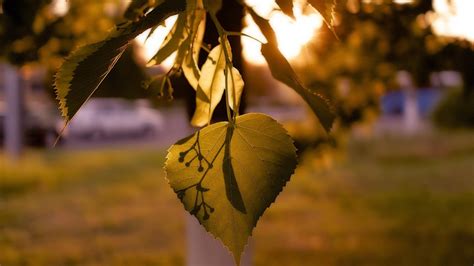 Fondos De Pantalla Luz De Sol Hojas Puesta De Sol Naturaleza Rama