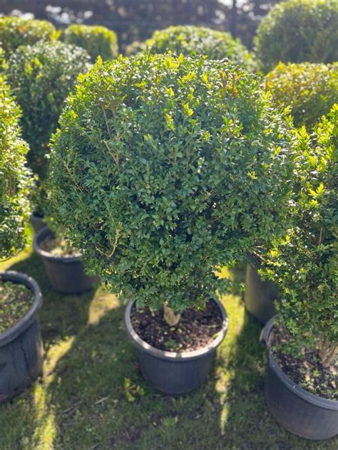 Buxus Sempervirens Advanced English Box Topiary Neth Green