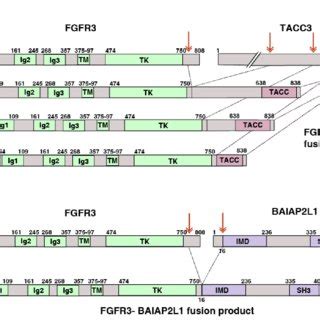 Fgfr Tacc And Fgfr Baiap L Gene Fusion Products In Bladder