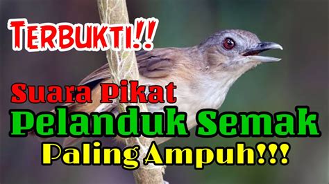 Terbukti Suara Pikat Pelanduk Semak Paling Ampuh V Youtube