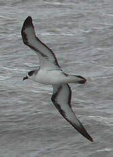 Barau S Petrel Pictures Page