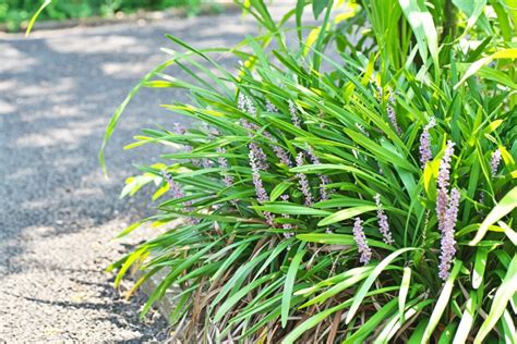 Creeping Lilyturf How To Grow And Manage Liriope Spicata