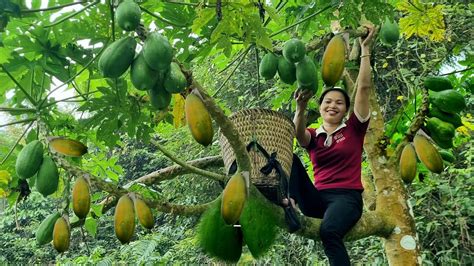 Harvesting Papaya To Sell At The Market Caring For The Vegetable