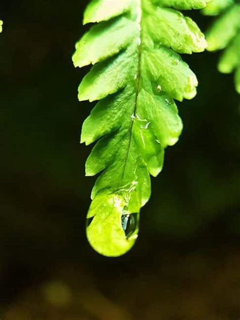 Comment planter une fougère avec variété