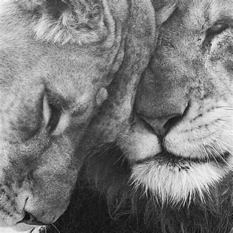 Every King Needs His Queen | inspiar