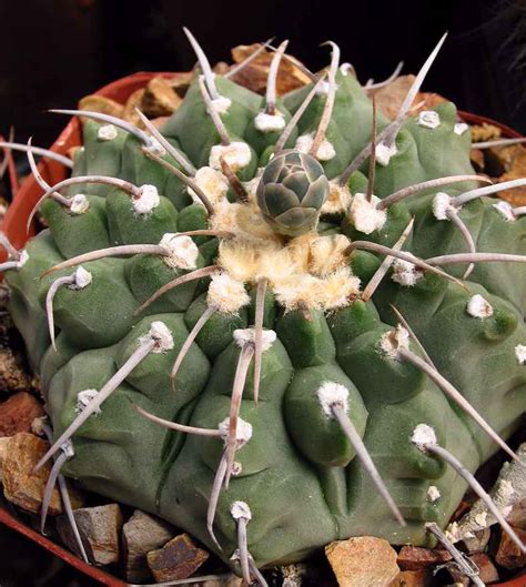 Gymnocalycium ochoterenae ssp. vatteri