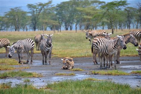 Kenya à la découverte des lacs Naivasha et Nakuru