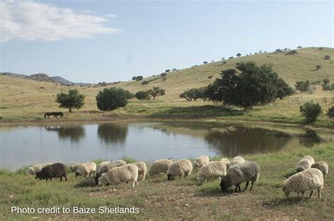 Shetland Sheep: The Ideal Breed for Your Homestead