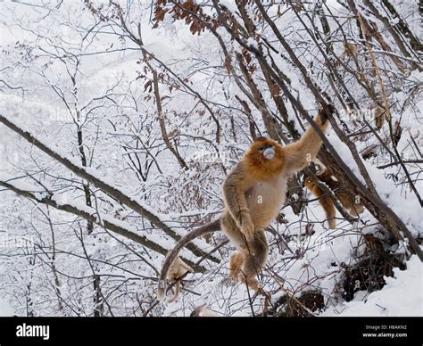 Golden Snub Nosed Monkey Rhinopithecus Roxellana Climbing In Forest