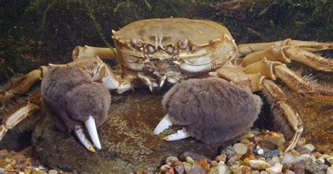 Millions Of Monstrous Chinese Crabs With Furry Claws Are Invading
