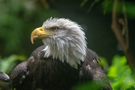 Америка Птицы Фото