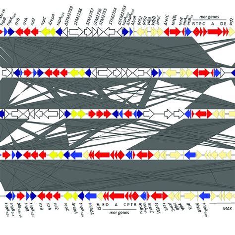 Genetic Organization Of The Tetra Resistance Regions Found In