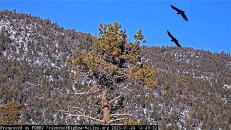 Jackie And Shadow Defending The Nest Cam 2 Wide View January 24