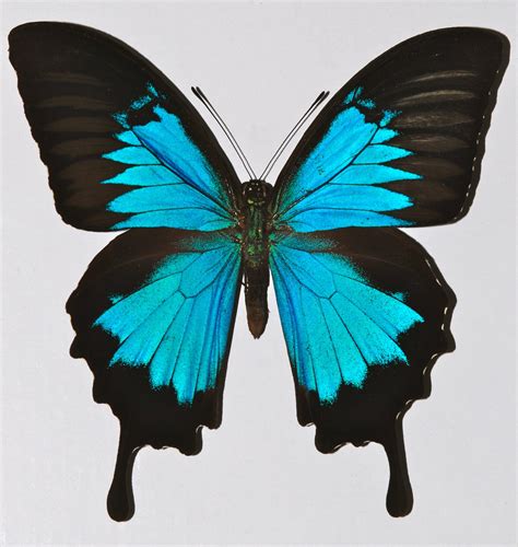 Ulysses Butterfly Tattoo • Arm Tattoo Sites